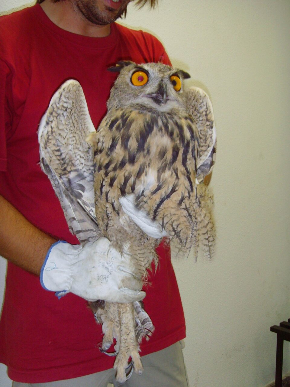 Encuentran un búho real en una calle de Petrer