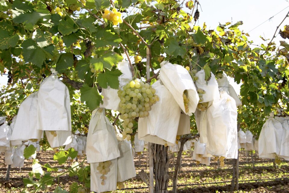 Abierta la campaña para la recogida selectiva de los bolsos de la uva