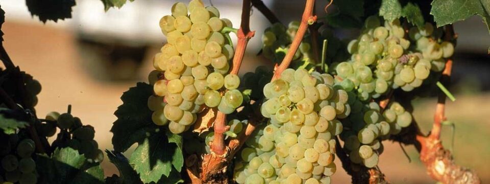 Uva del Valle Vinalopó