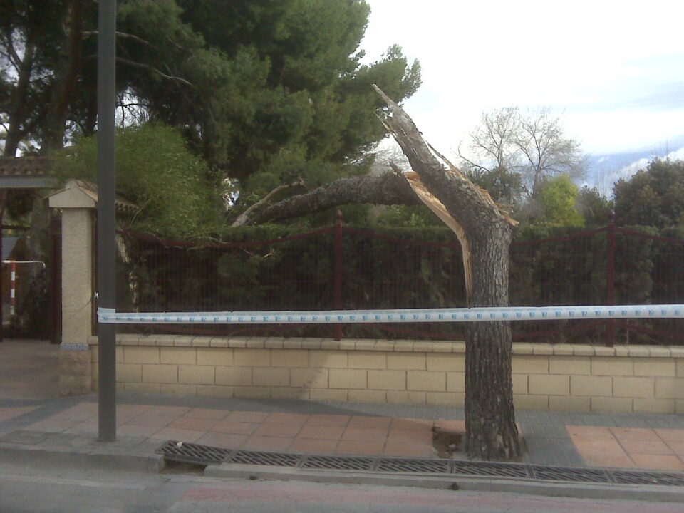 DIÉZ ÁRBOLES POR CADA UNO DE LOS CAIDOS POR EL TEMPORAL DE VIENTO