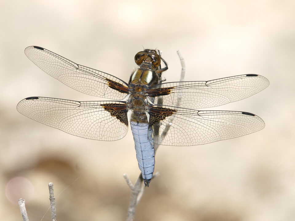 Aparece en Ibi una nueva especie de libélula