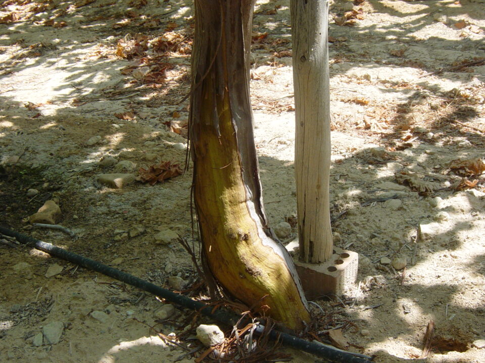 Asaja Alicante pide medidas urgentes ante la pasividad de Conselleria en el exterminio de las plagas de conejos