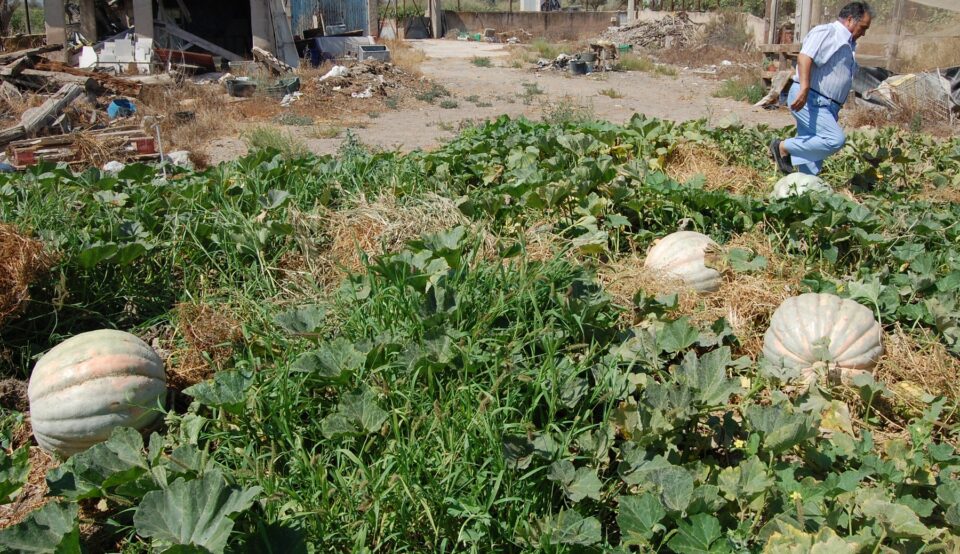 La huerta de Monforte siembra 4 calabazas gigantes