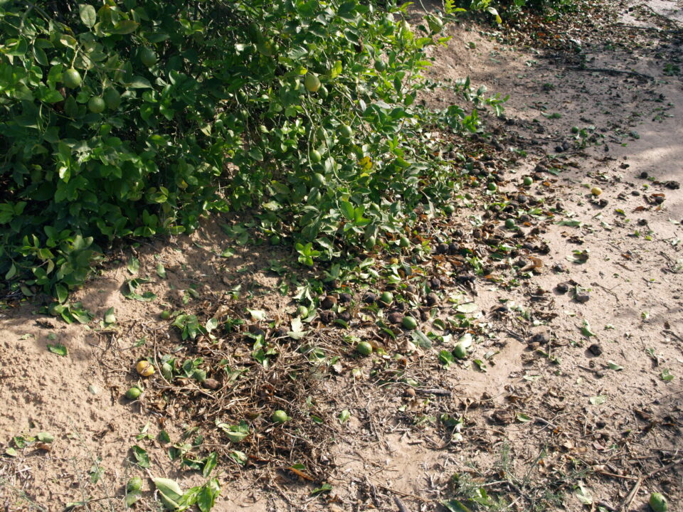 EL GRANIZO AFECTA A LOS CÍTRICOS DEL SUR DE LA PROVINCIA