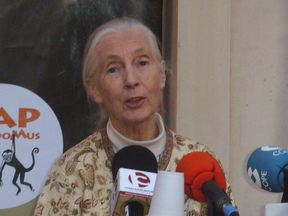 En noviembre llegarán los 10 primeros primates. No se descarta que Jane Goodall