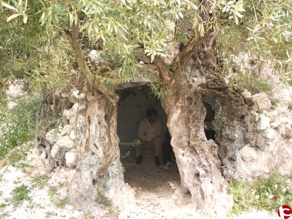 El Mejor Olivo Monumental Español se encuentra en el municipio de Gorga