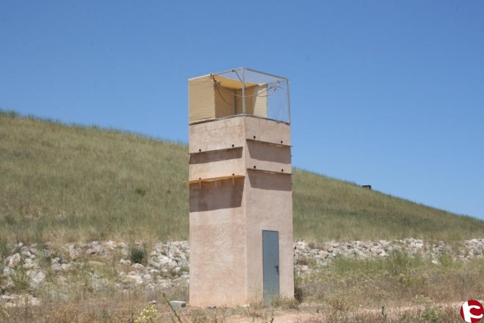 El cernícalo primilla anida ya en la Balsa de San Diego de Villena)
