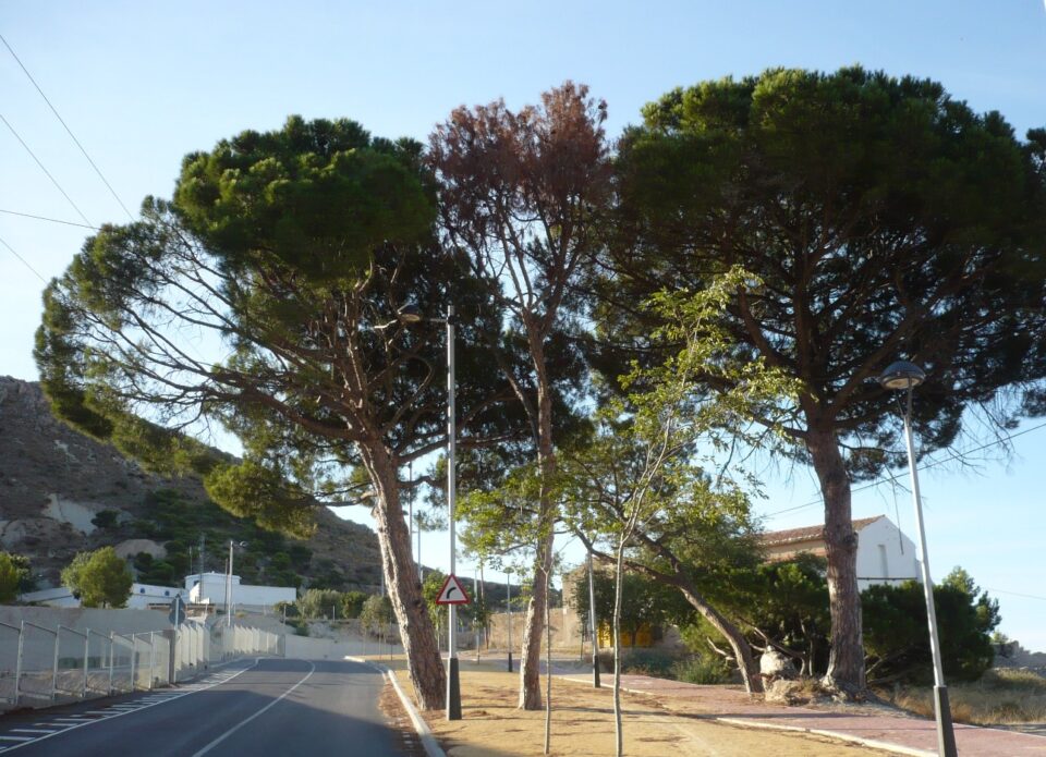 Nota de prensa de Los Verdes: El vial de Cuatro Vientos