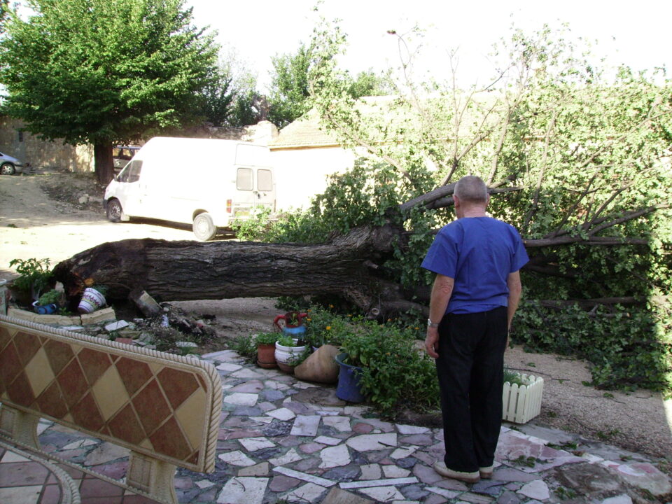 La tormenta derriba un olmo centenario en Las Encebras