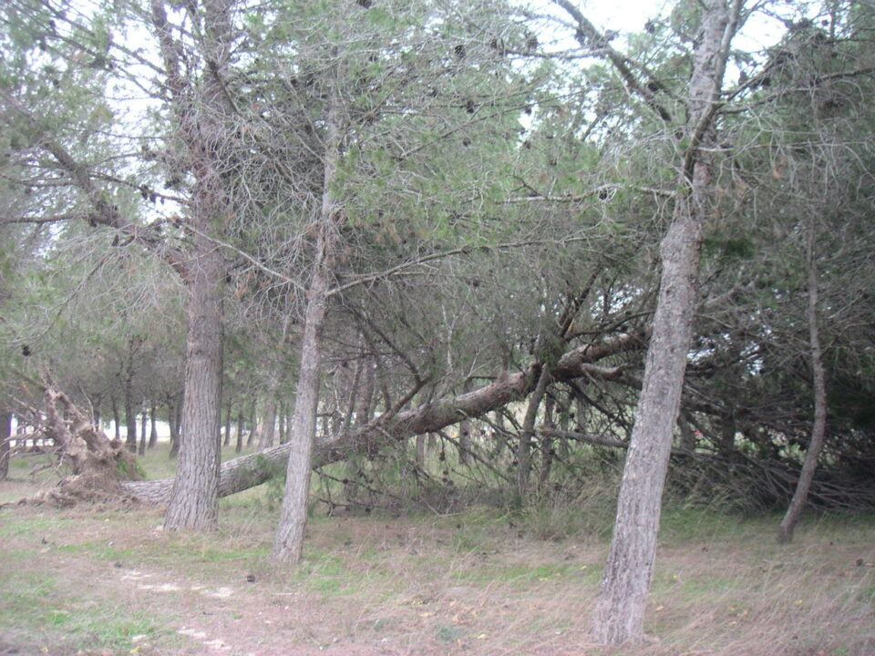 EL FUERTE VIENTO HACE CAER UN PINO EN LA PEDANÍA DE LAS VIRTUDES
