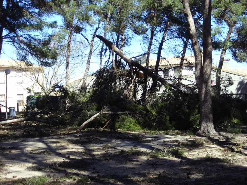 CAEN NUMEROSOS ÁRBOLES EN TODA LA COMARCA A CAUSA DEL FUERTE VIENTO. LOS BOMBEROS REALIZAN EN MENOS DE 24 HORAS UN TOTAL DE 25 SALIDAS