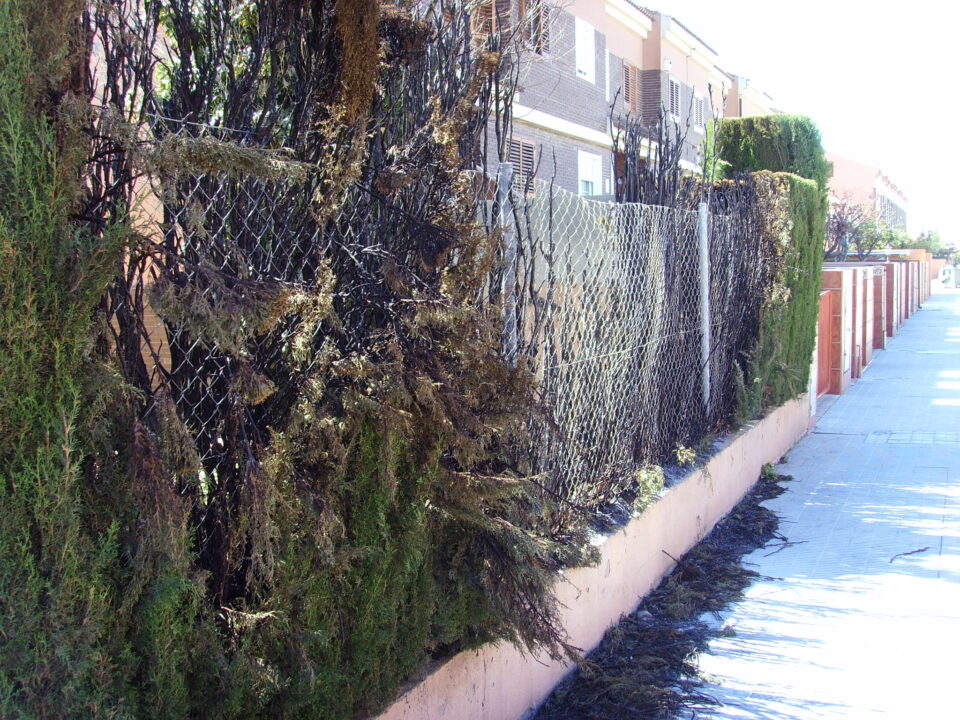 APARECEN NUEVAMENTE CIPRESES QUEMADOS EN LA URBANIZACIÓN SAN ANTÓN