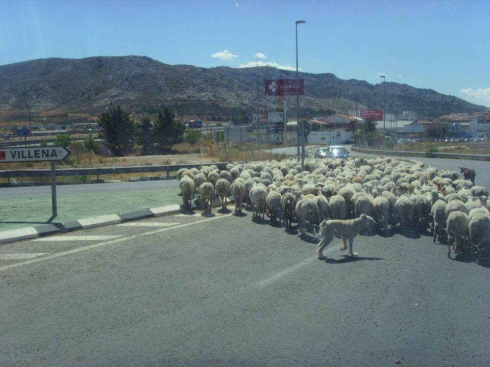 LOS CONDUCTORES PIDEN MÁS RESPETO A LOS RESPONSABLES DE LOS REBAÑOS A LA HORA DE CRUZAR UNA ROTONDA