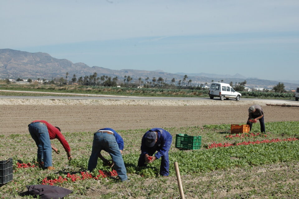 ASAJA ALICANTE CONSIDERA QUE EL CAMPO ALICANTINO PRECISA MÁS DE 1.200 TRABAJADORES EXTRANJEROS QUE CUBRAN LA FALTA DE MANO DE OBRA PARA LA RECOLECCIÓN DE LOS CULTIVOS DE VERANO
