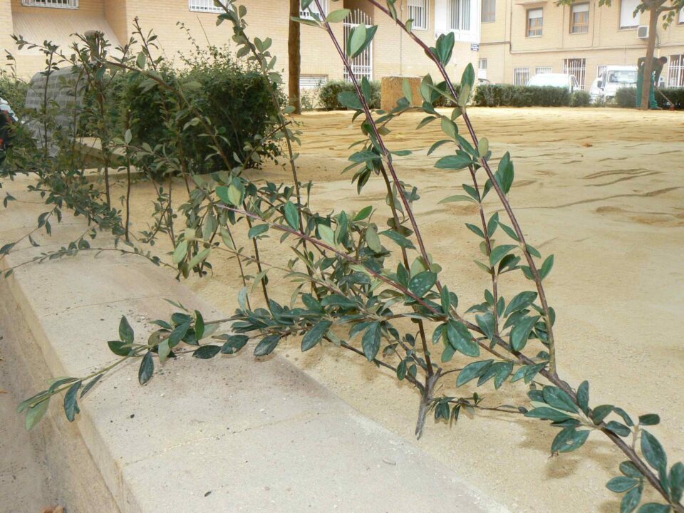 LA CONCEJALÍA DE PARQUES Y JARDINES ACOMETE NUEVAS ACTUACIONES